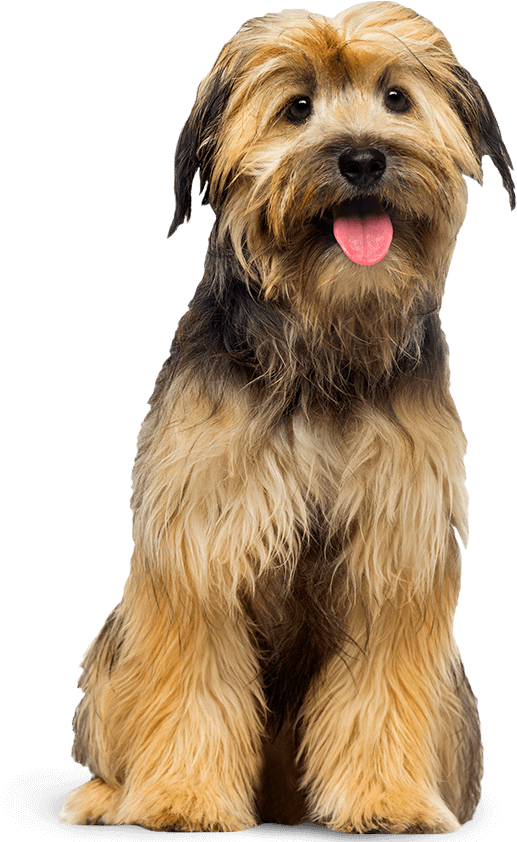 dogpet