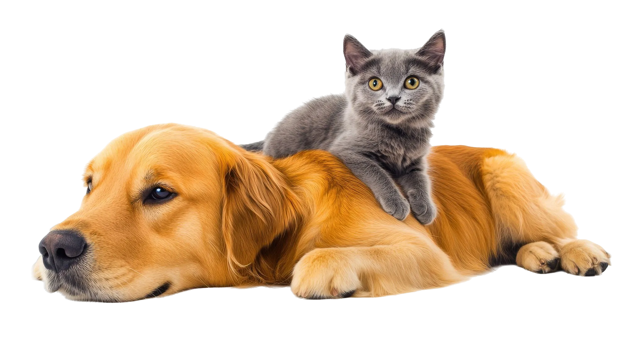 view-cats-dogs-being-friends view-cats-dogs-being-friends